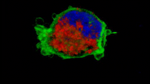 3D reconstruction of a melanoma cell performing rounded amoeboid migration. Mitochondria are shown in red, the cytoskeleton is shown in green and the nucleus is shown in blue.