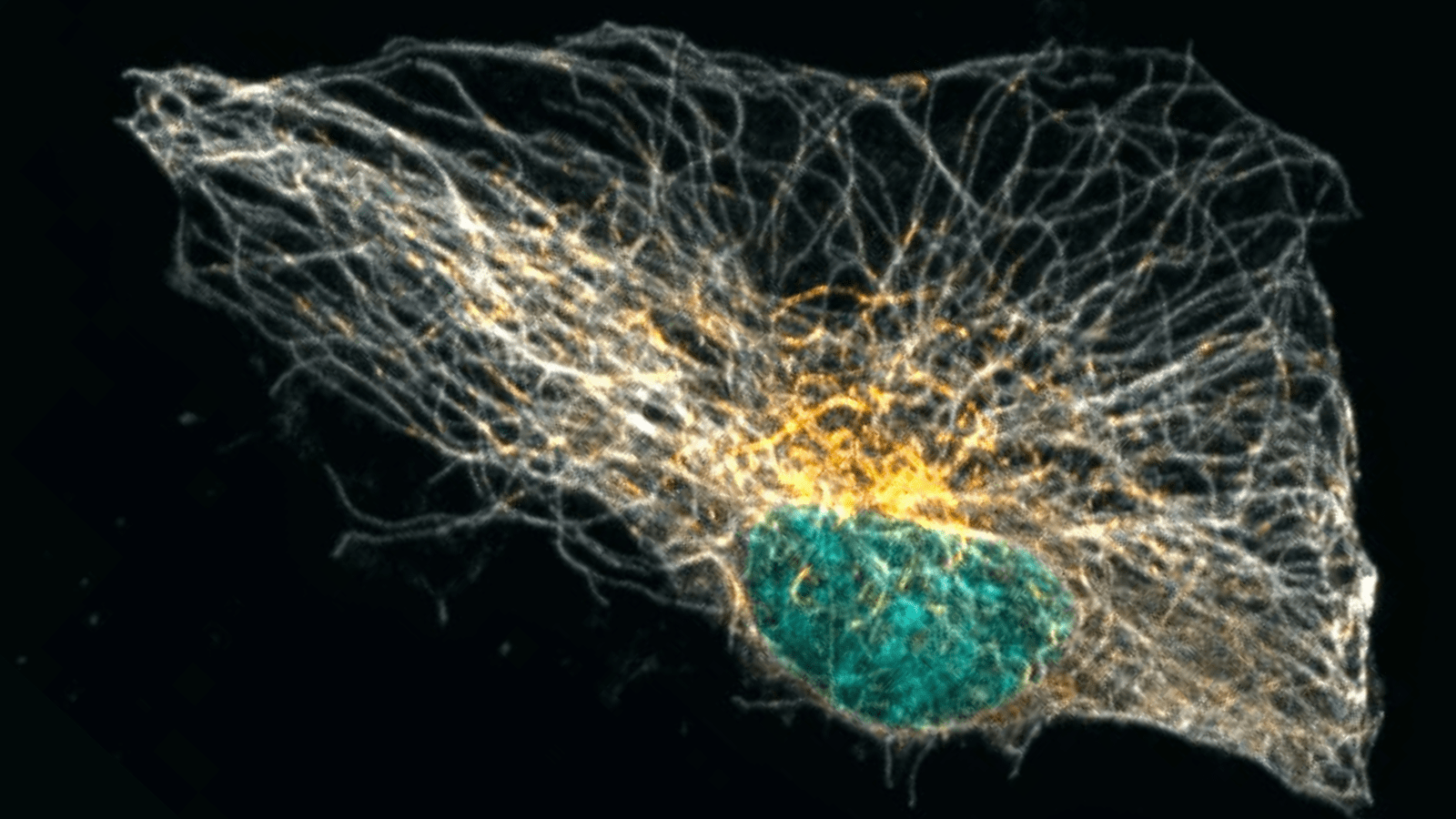 Microscope image of a cell and its cytoskeleton